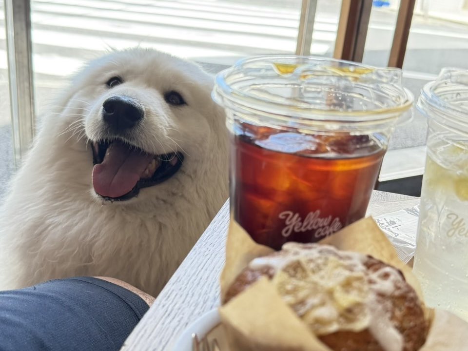 ENELE_Samoyed tweet media