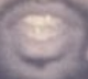 BasedKKNGI's tweet photo. @coachspittal @NoMercyMMA5 lmaoo bitch get some braces u ugly fuck. u look like the deez nuts guy bro thank u for the laughs ur such a ugly freak https://t.co/NpdIUPXEjD