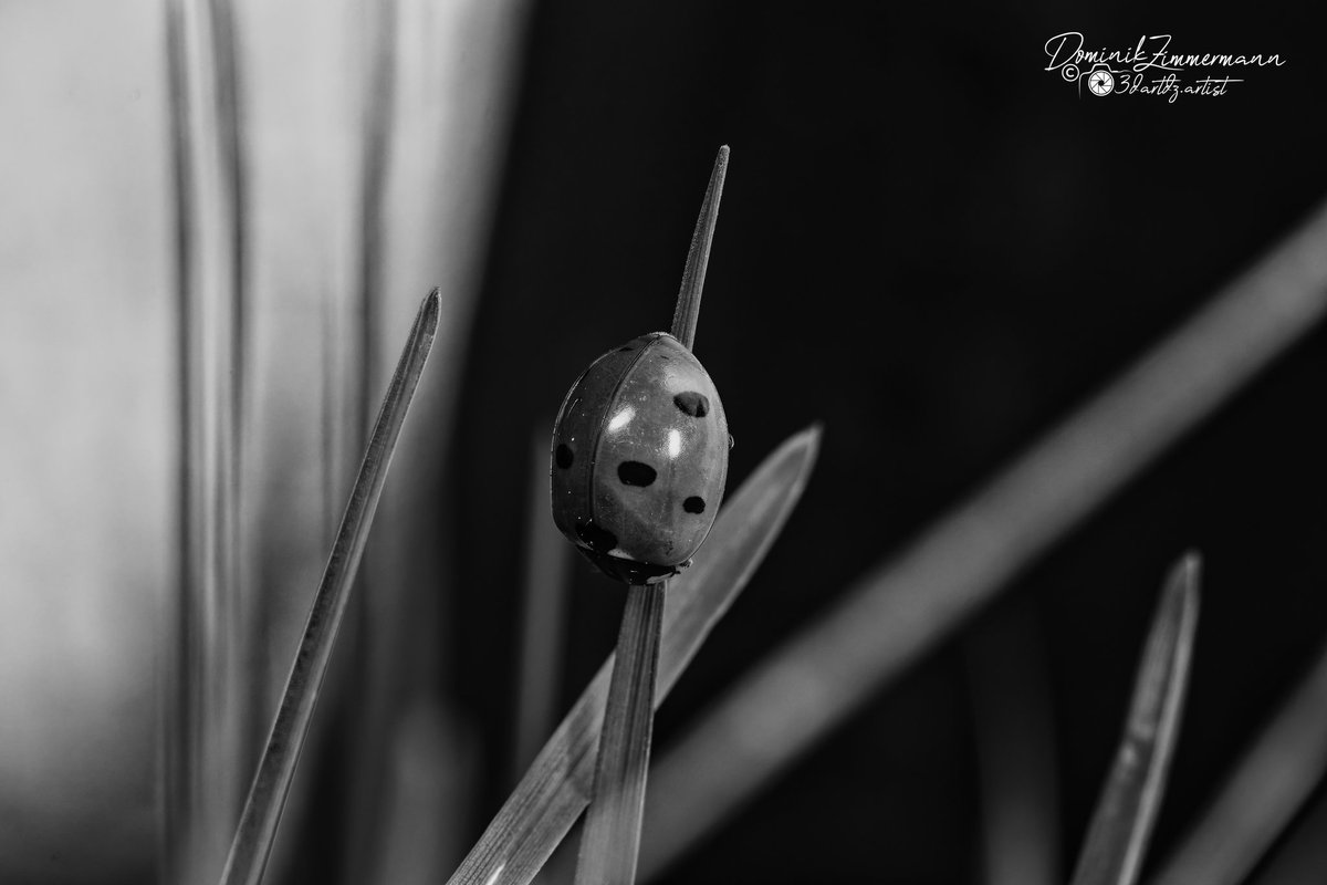 DZPhotographyde's tweet photo. Stille Punkte – Marienkäfer im Schattenlicht

#makrofotografie #macrophoto #naturfotografie #blackandwhite #bnw #marienkaefer #naturelovers #details #closeup #minimalism https://t.co/DZ0v77vvYP