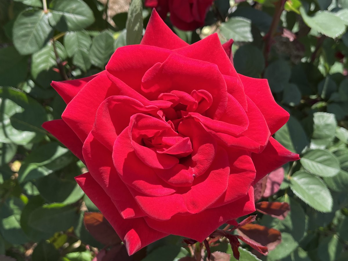 TMSABDO's tweet photo. 【近所探索シリーズ】
今日は、この場所に。
　🌹荒牧バラ公園🌹
満開で見頃｡｡｡

https://t.co/2YoNKMKtyy

【Neighborhood exploration series】
Today, at this place.
　🌹Aramaki Rose Park🌹
It's in full bloom and at its best...

#荒牧バラ公園
#兵庫県伊丹市
#薔薇
#バラ
#ばら https://t.co/HyBhsGxFQY