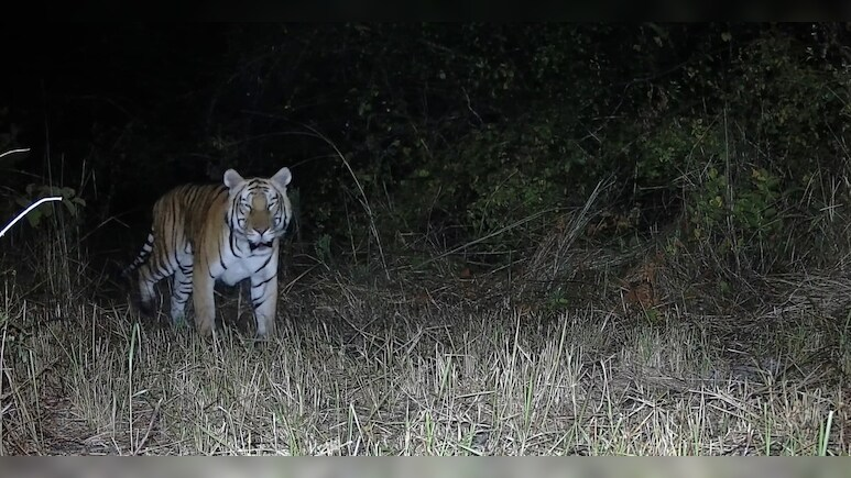 Royal Bengal Tiger Spotted In Arunachal Sanctuary After Nearly 20 Years
ndtv.com/india-news/roy…
