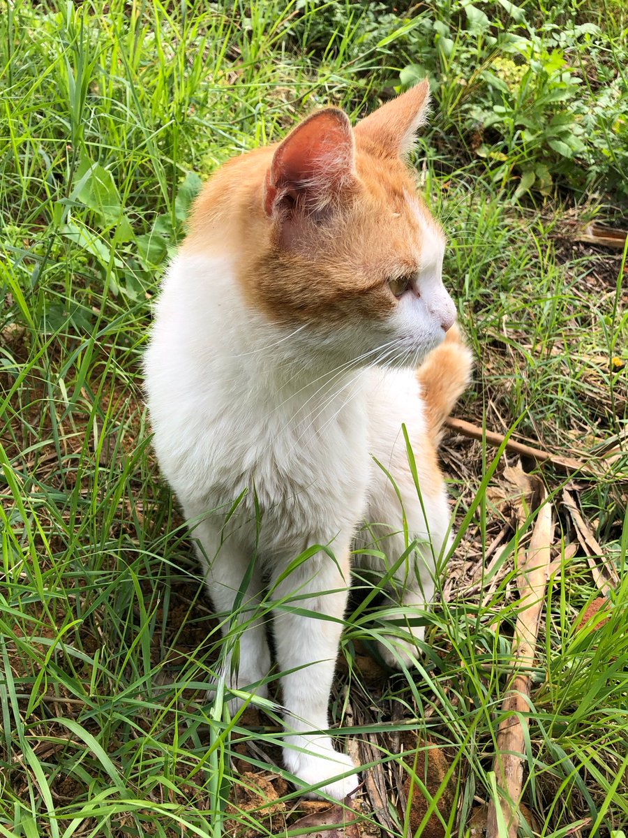 Good morning X-Friends…Happy Saturday 🌼🌿☕️☀️🐈🧡🤍💚
My photo 📸

#SaturdayMorning 🌼 #CoffeeTime ☕️ #CatsLover 🐈 #WeekendVibes ☀️ #StayPositive 💛 #BeKindAlways 💐 #PeaceAndLove 🕊️