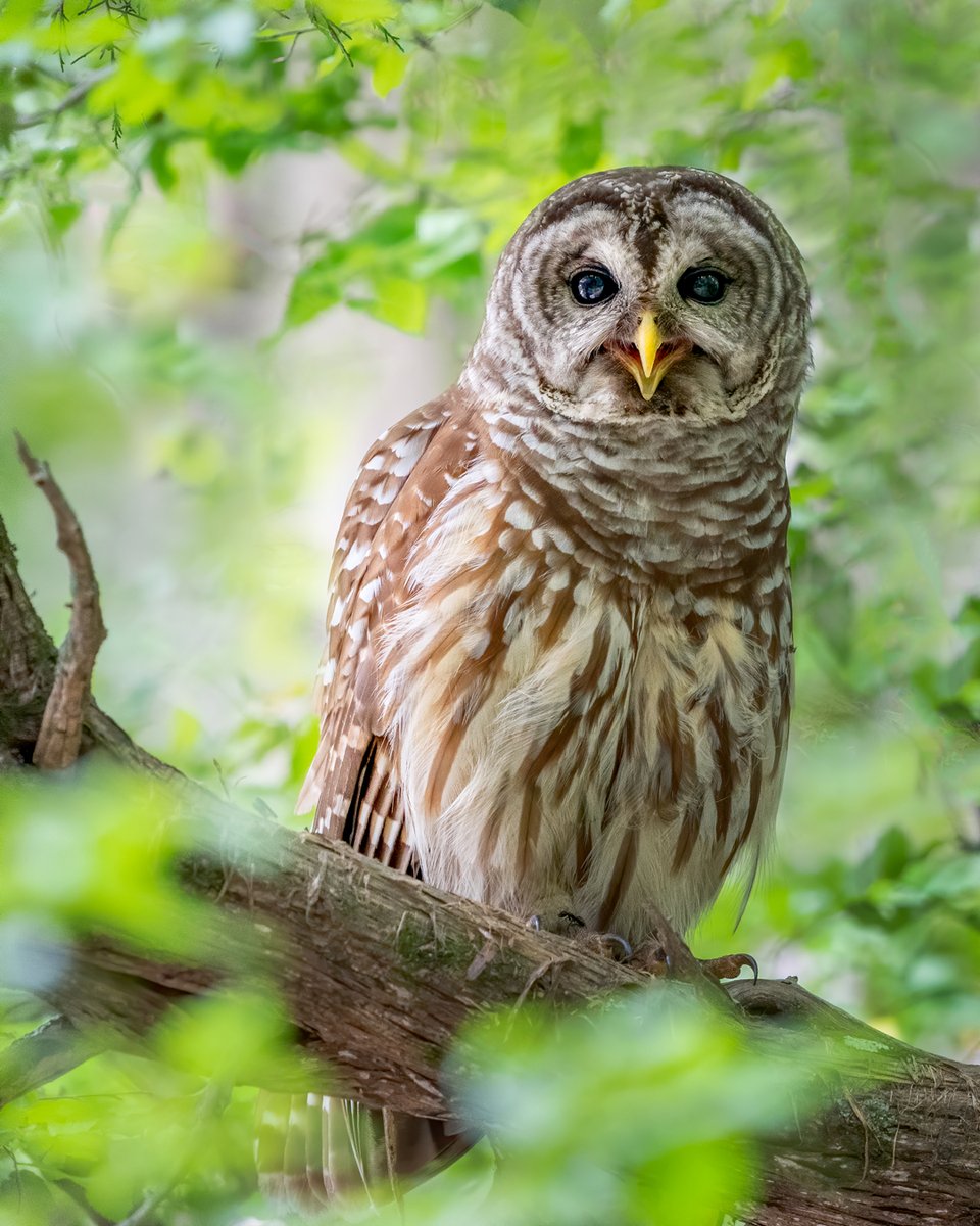 Daily Owls tweet media