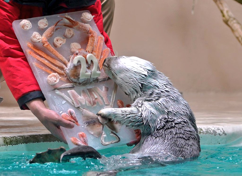 may_aquarium's tweet photo. メイちゃん、22歳のお誕生日おめでとう。
生まれてきてくれてありがとう。 https://t.co/JJceb8yfAg