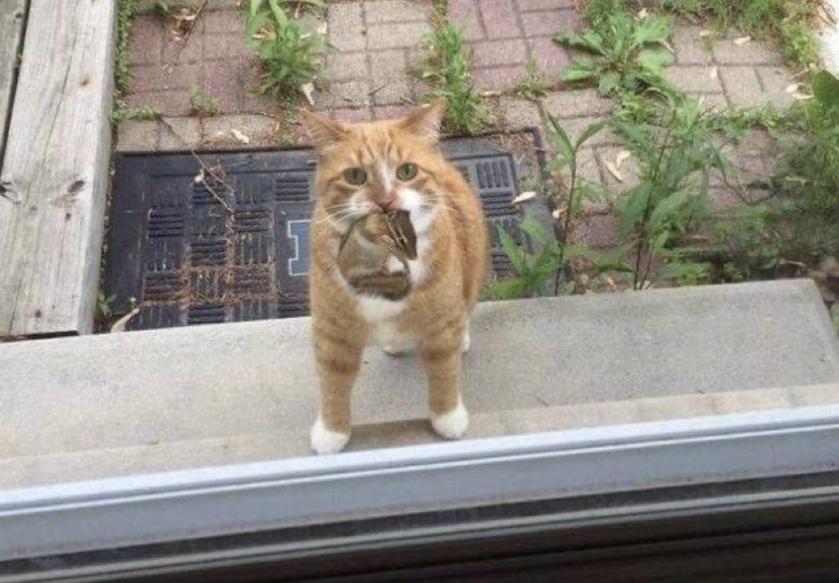 Cat is life ~猫は人生~ tweet media