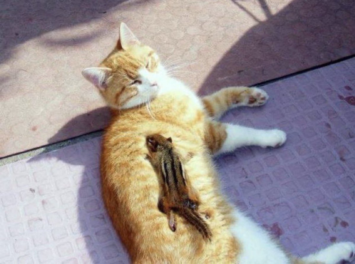 Cat is life ~猫は人生~ tweet media