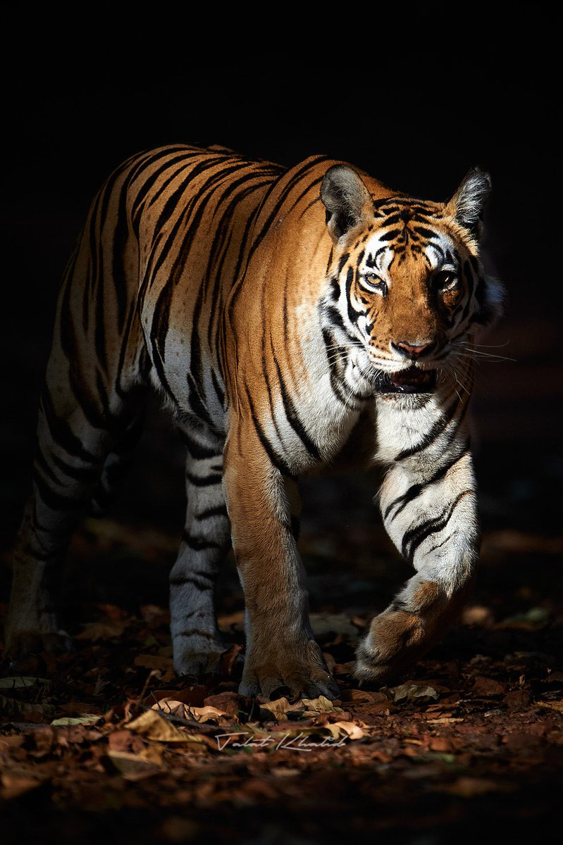 wptours's tweet photo. Tigress in spotlight. #wildlifephototours #tigress https://t.co/RtqwY5395o