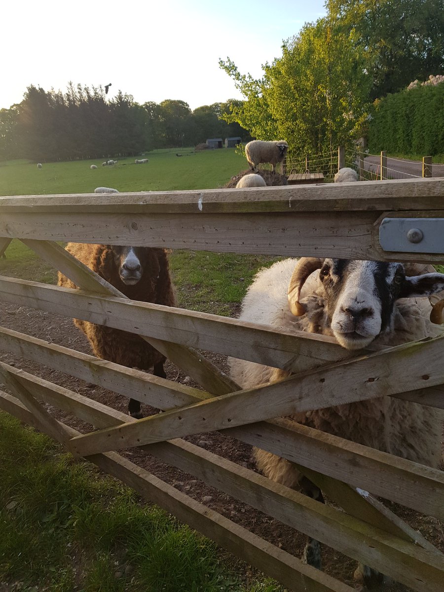 Irene Mackay#The Vegan Shepherdess tweet media