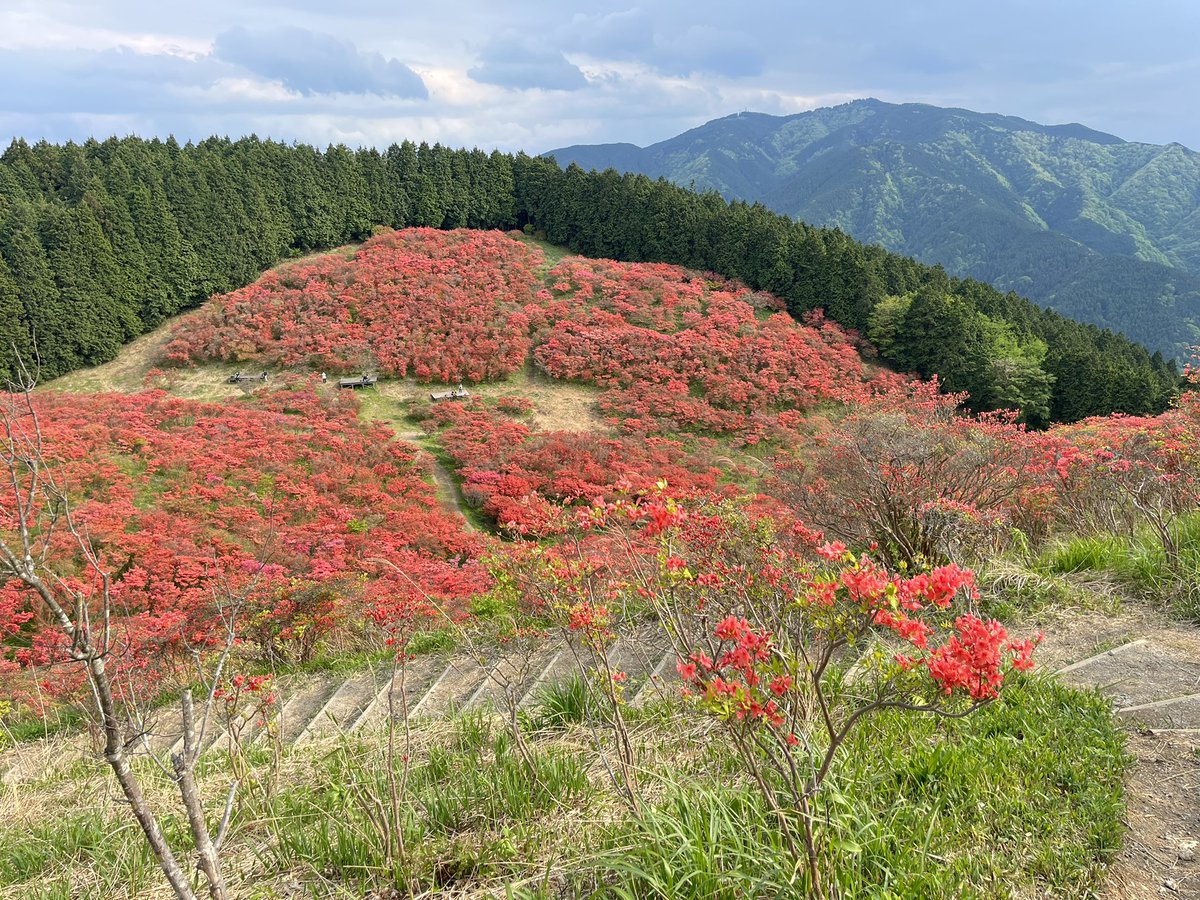 masaki_exp's tweet photo. 大和葛城山　5/9

ツツジ園かなりいい感じになってきてます🌺 https://t.co/nqFmXyDlUN