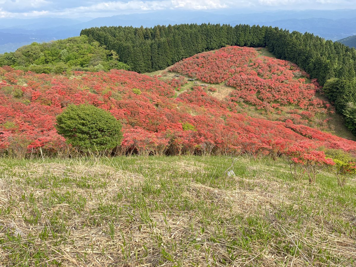 masaki_exp's tweet photo. 大和葛城山　5/9

ツツジ園かなりいい感じになってきてます🌺 https://t.co/nqFmXyDlUN