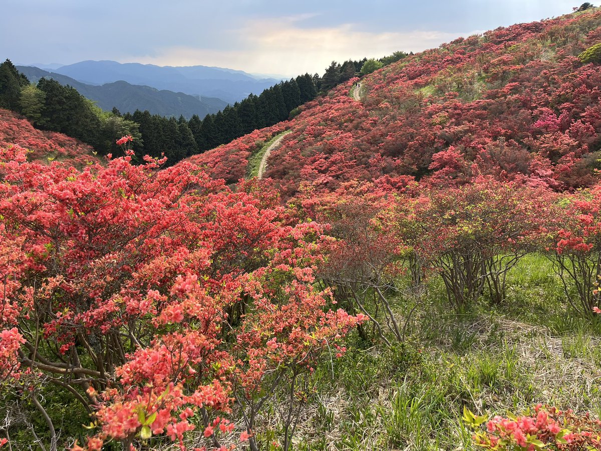 masaki_exp's tweet photo. 大和葛城山　5/9

ツツジ園かなりいい感じになってきてます🌺 https://t.co/nqFmXyDlUN