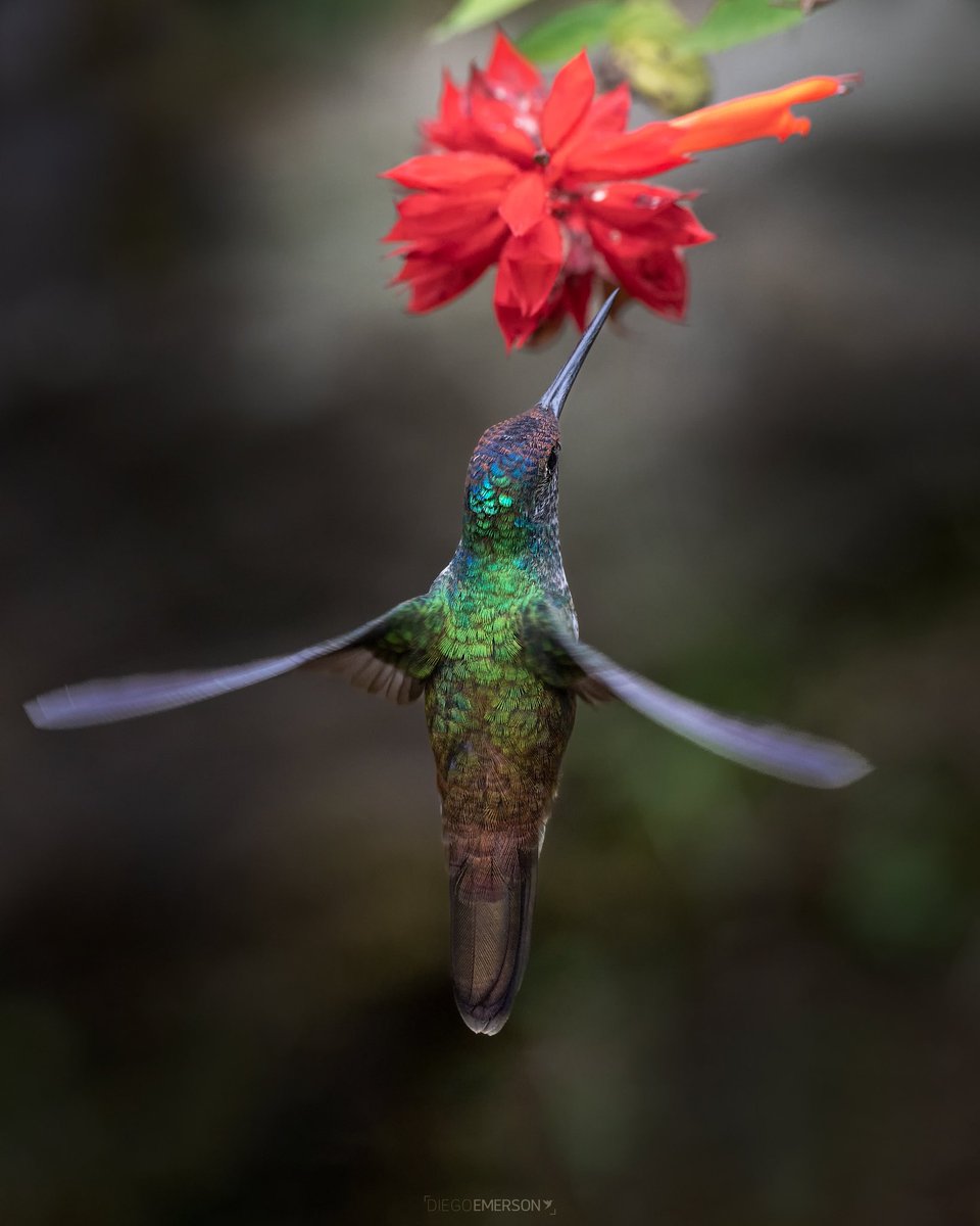 Cult of the Hummingbird (@culthummingbird) on Twitter photo 