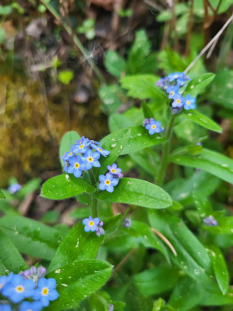 YadyyVibes's tweet photo. these felt too pretty not to photograph
#springtime #blueflowers https://t.co/kfYulVgjab