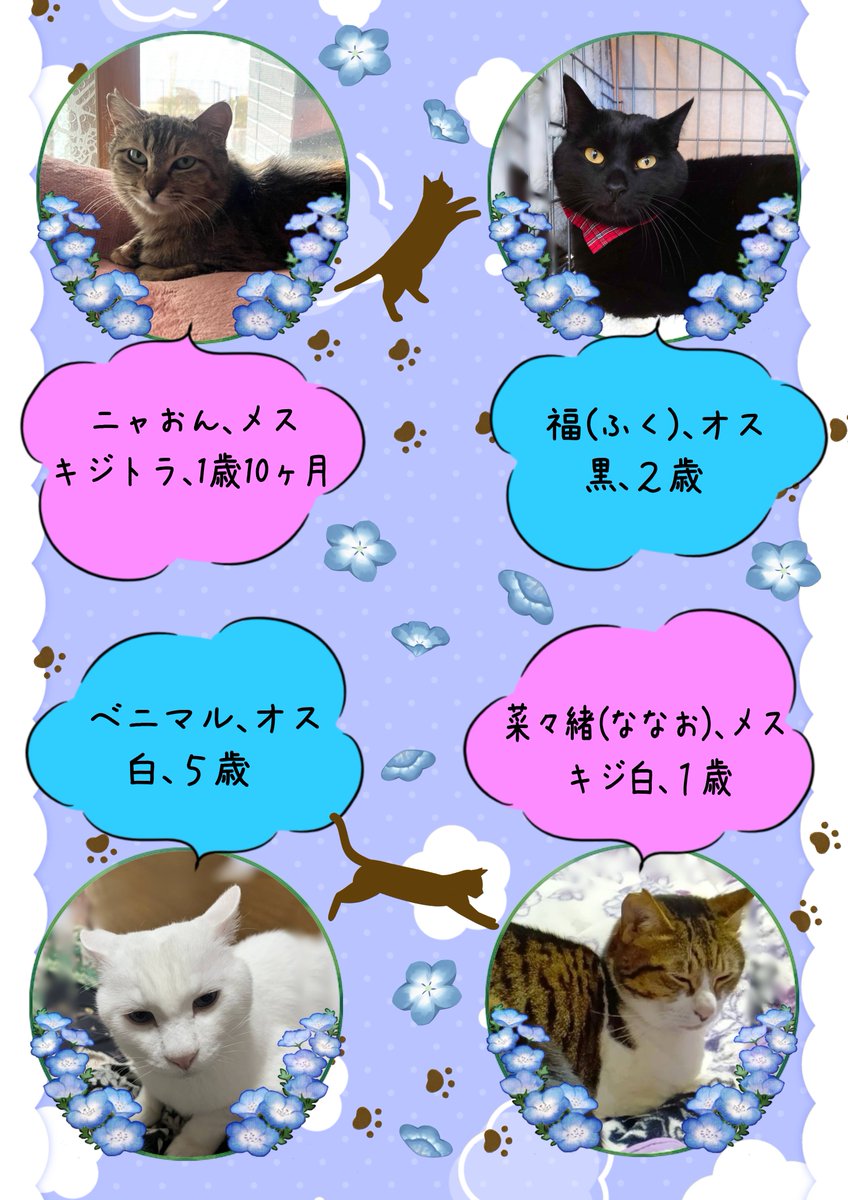 fukushima_2012's tweet photo. 2026年5月10日(日)10：00～12：00、須賀川市牛袋町「家族葬のみやび須賀川インター前ホール」にて、ねこの譲渡会を開催します。成猫子猫合わせて12匹が参加予定です。こちらの会場では最後の開催となります。皆さまのご来場をお待ちしています。#猫 #保護猫 #譲渡会 #保護猫を家族に #福島 #須賀川 https://t.co/kWotC2lZuf