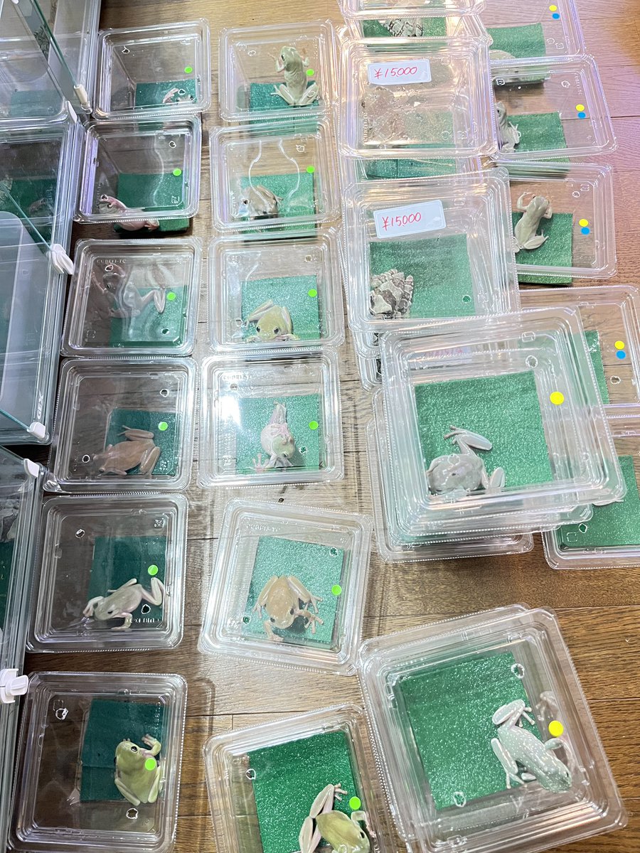 KEROYON ミルキーフロッグ専門店 (@KEROYON25252525) / Posts / X