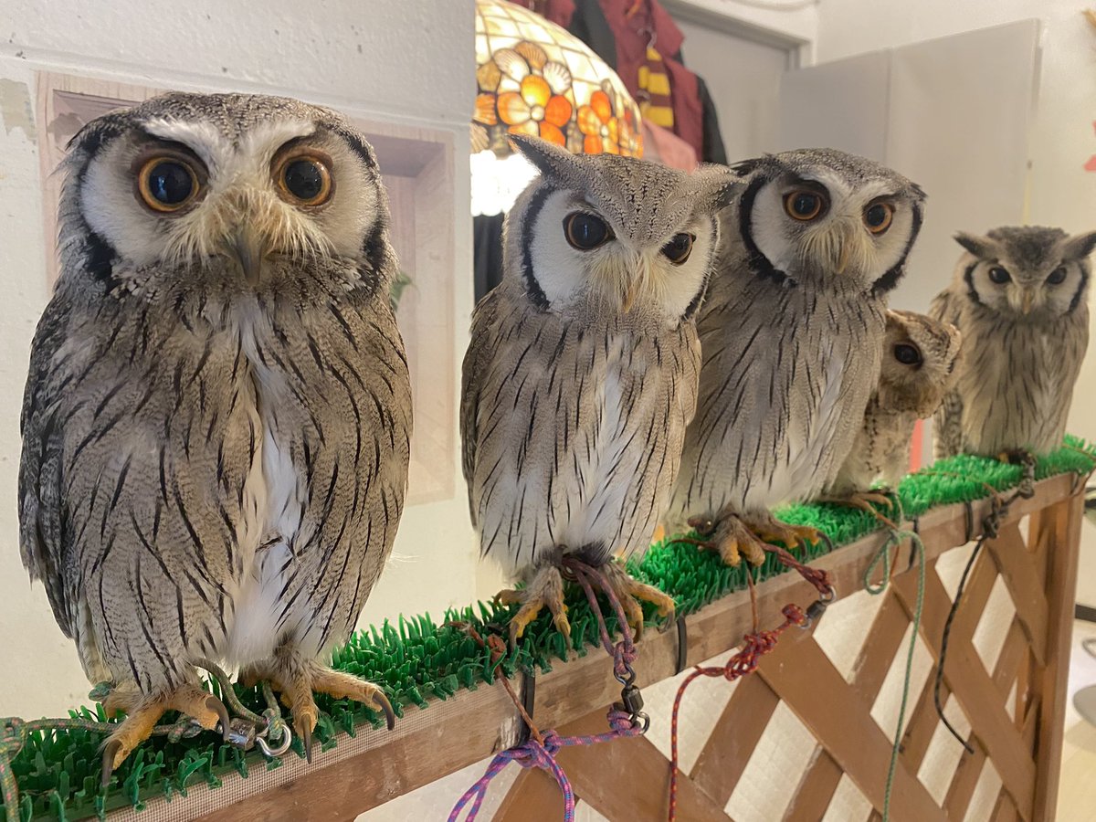 OWLCAFE-フクロウのみせ月島 【公式】 tweet media