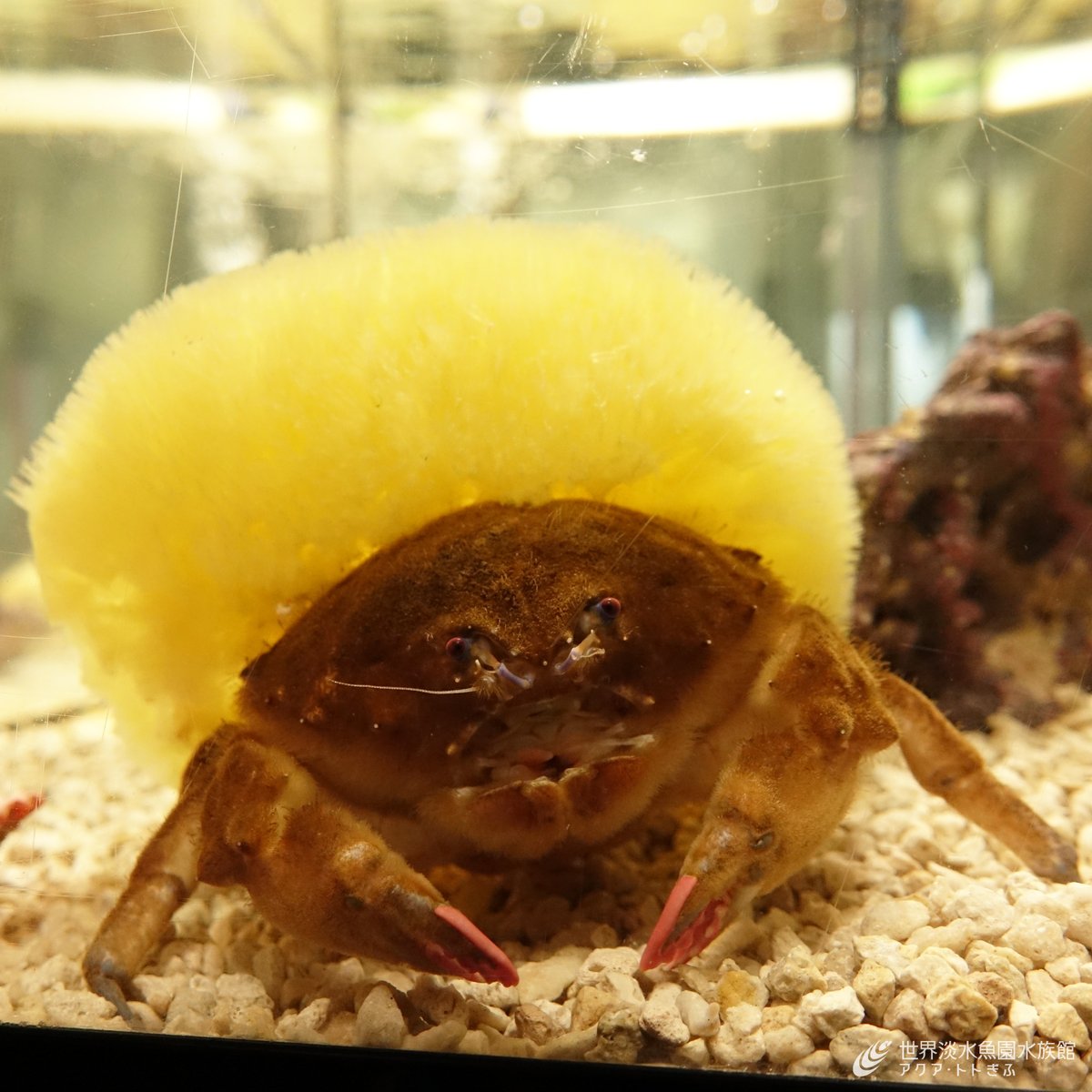 世界淡水魚園水族館　アクア・トト ぎふ tweet media