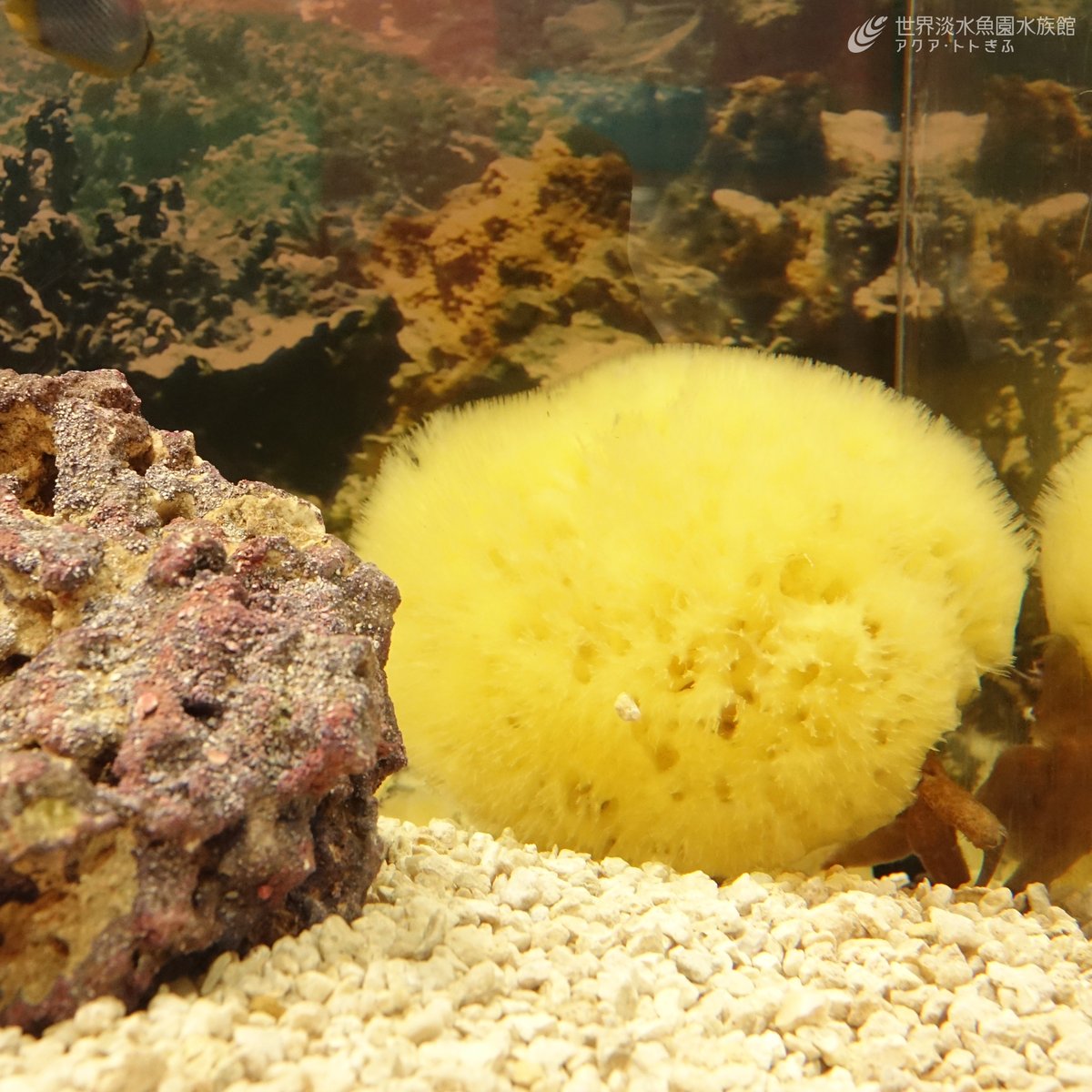 世界淡水魚園水族館　アクア・トト ぎふ tweet media