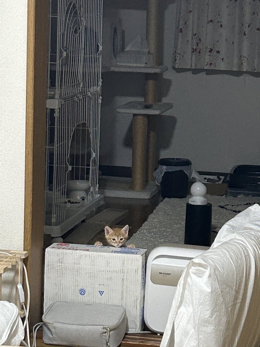 ごんねこ tweet media