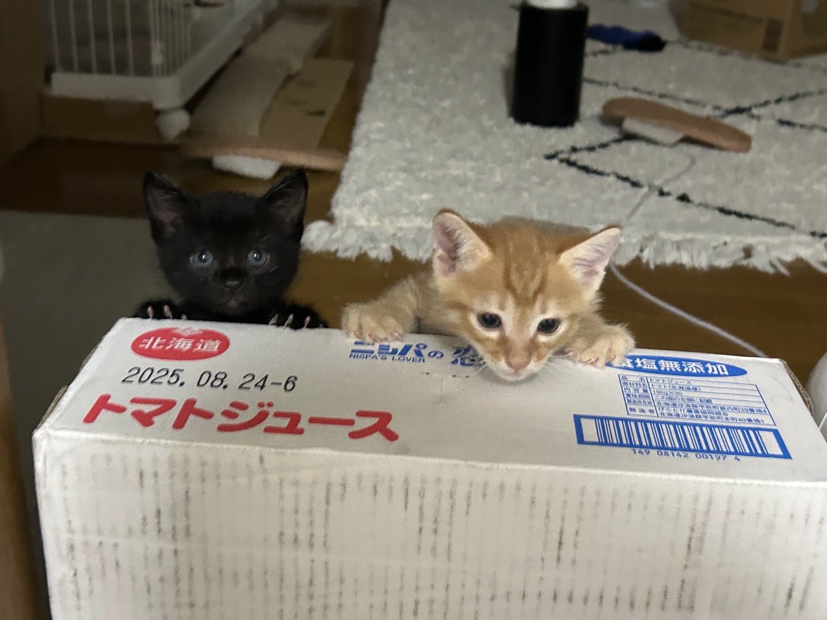 ごんねこ tweet media