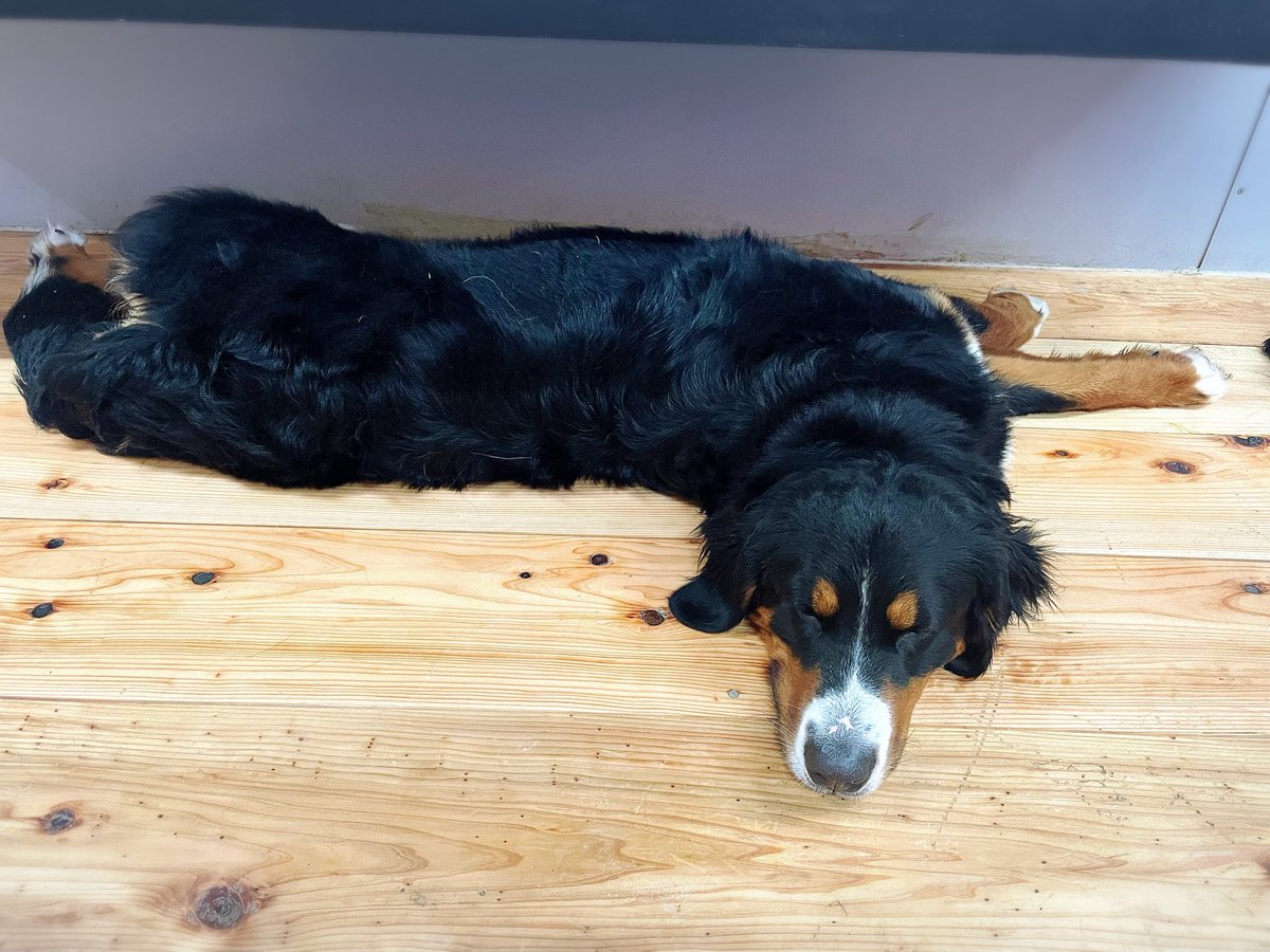 友達と衝動的に大型犬と触れ合えるお店に行ってきた🐕
ベロンベロンにされてきたぜ！🥰
昔実家でゴールデンレトリバー飼ってたので久しぶりの感覚😇