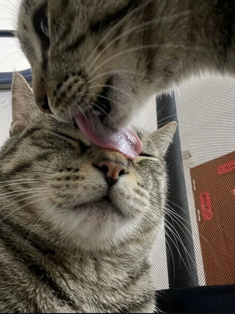 CuteLittleCats🐱 tweet media