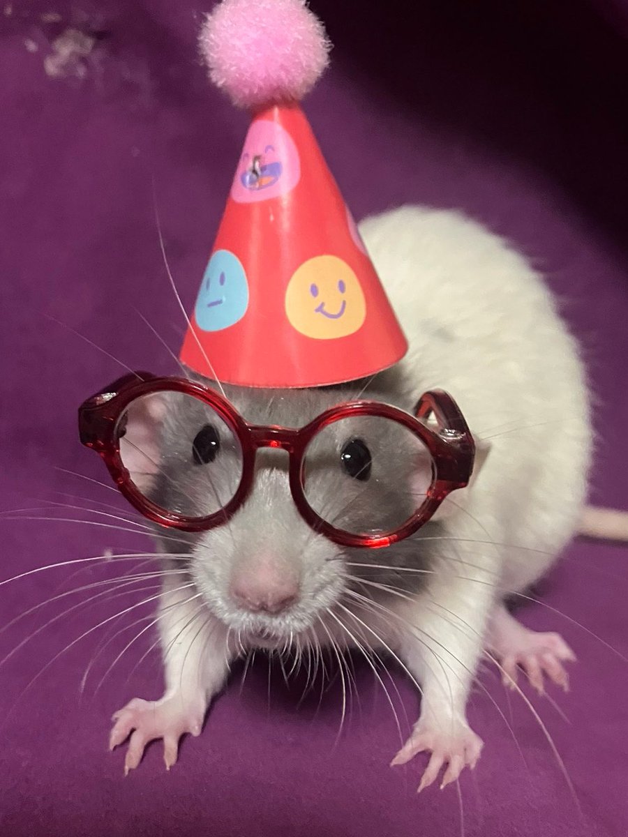 rat 🌸 tweet media