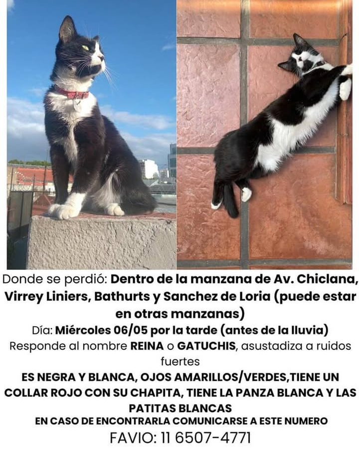 Fundación De Gatitos tweet media