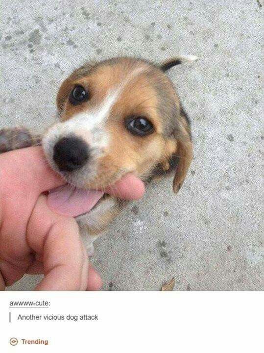 caninepoetry (@caninepoetry_) on Twitter photo 