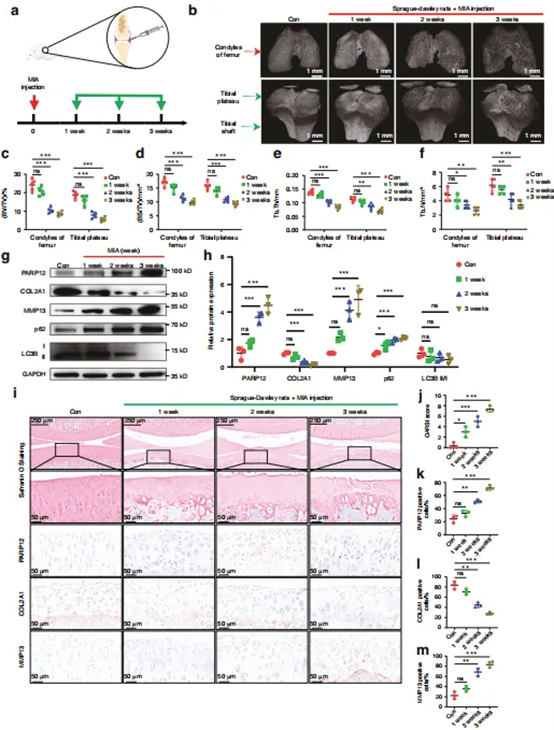 AntBio_'s tweet photo. PARP12 is a fascinating molecular switch balancing cell death &amp; antiviral immunity. Great progress in cell biology and immune research. Reliable reagents make studies consistent and credible. #Science #Biotech #Immunology https://t.co/G7zLIiD1JG