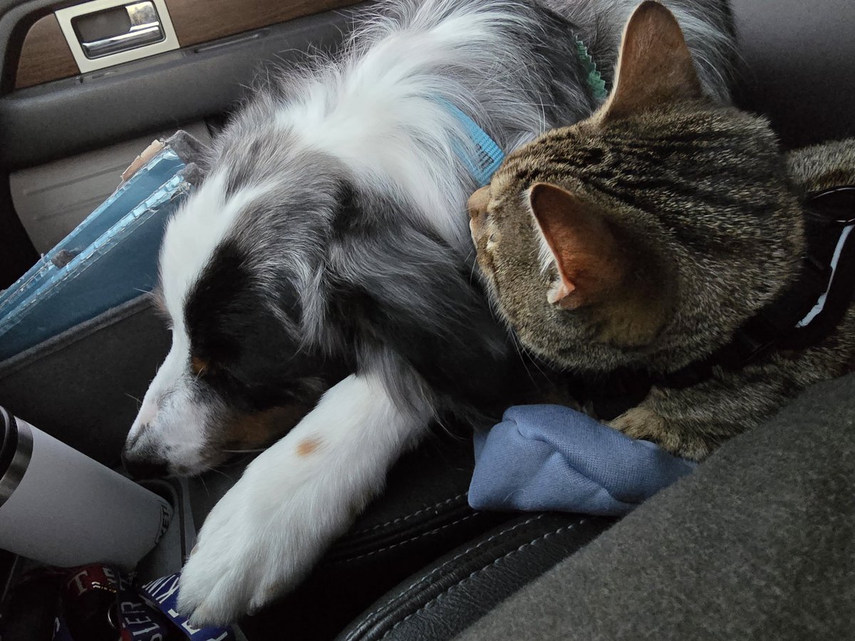 zenvoodoochild's tweet photo. @PhilSledge Coming home from the groom shop ... Bruce was SO happy to see "his kitten", Tot ... https://t.co/eex6qd0Sh6