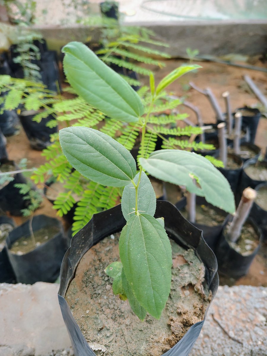 Estedamh's tweet photo. سدرة جديدة 🌱 نوع بلدي من البذور اللي جمعتها لي والدتي، متعها الله بالصحة والعافية.
كل فترة تسأل عنها وتتابع نموها
أسأل الله أن يبارك فيها، ويجعلها صدقة جارية عنها وعن والديها وعن جميع المسلمين. https://t.co/HC2Lan8Tyu