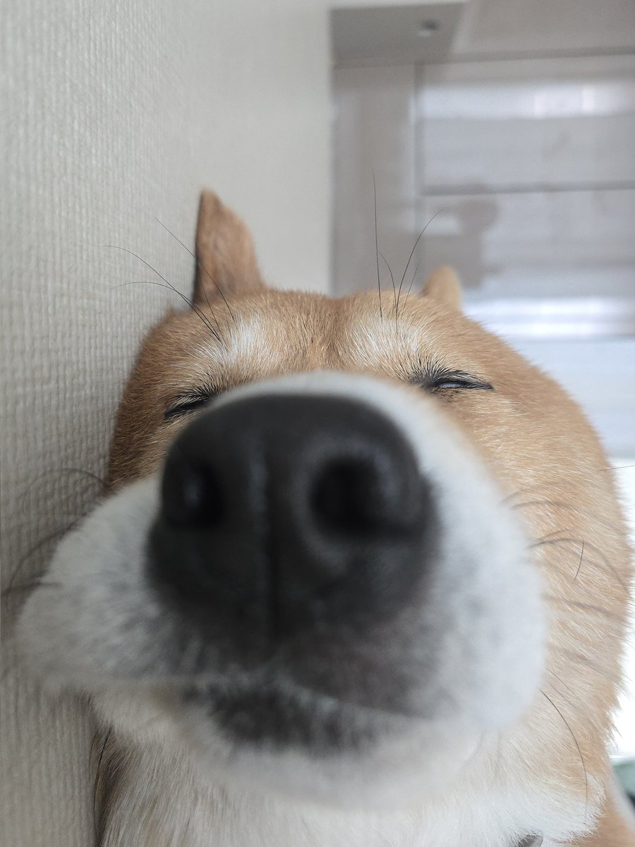 ❕️곽호떡❕️호떠기는 핫도기 (@hotteok_jindo) on Twitter photo 