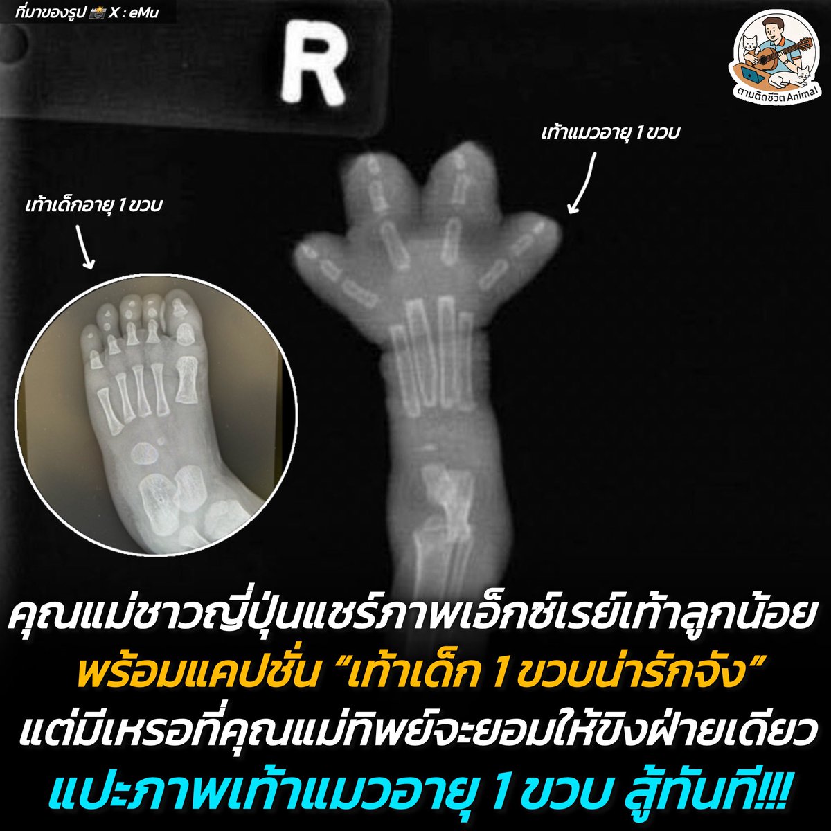ตามติดชีวิตAnimal tweet media