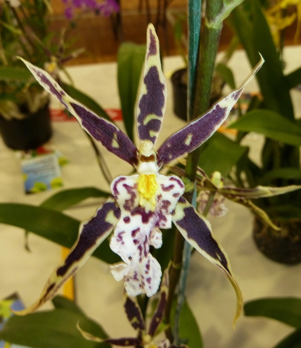 OrchidsWorldcom's tweet photo. Brsdm. Golden Gamine "White Knight". Well known and very popular hybrid. Here 3 variations https://t.co/ByzFCiveyf