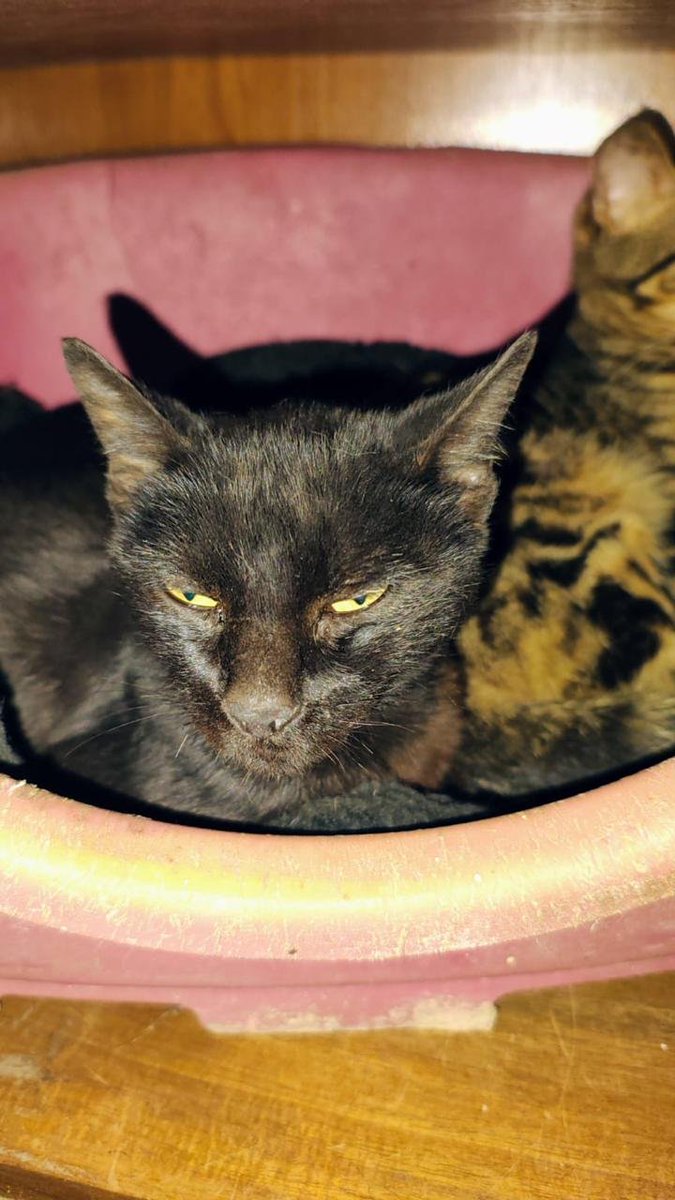 Fundación De Gatitos tweet media