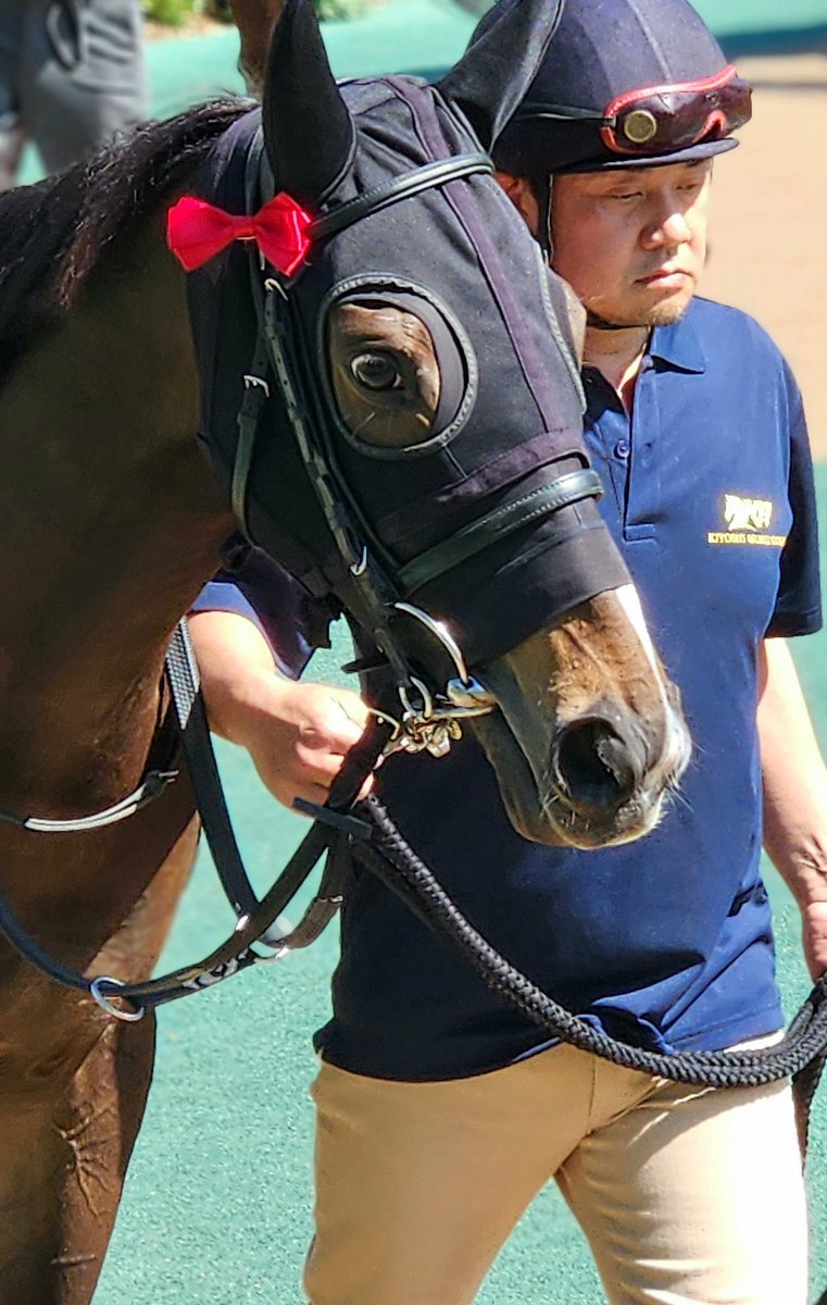 cocoa_air31's tweet photo. 東京9R
ミカッテヨンデイイ
母父 ステ���ゴールド

ミカちゃんのディクタスアイ👀
今日は青いメンコではなく､シックな黒メンコ＆赤いリボン🎀(お似合い)

たまに控えめなドゥラ歩きをしていました🦵 https://t.co/RftiPId35X