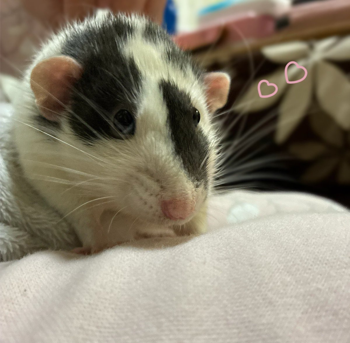 おつる🐁🤍 tweet media