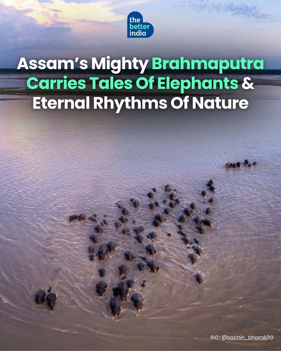 At first glance, it looks like tiny shadows moving across silver water. Then you realise, they are elephants.

Somewhere near Nimati Ghat in Assam, a wild herd quietly crossed the mighty Brahmaputra, following paths older than memory itself.

No noise. No audience. Just nature
