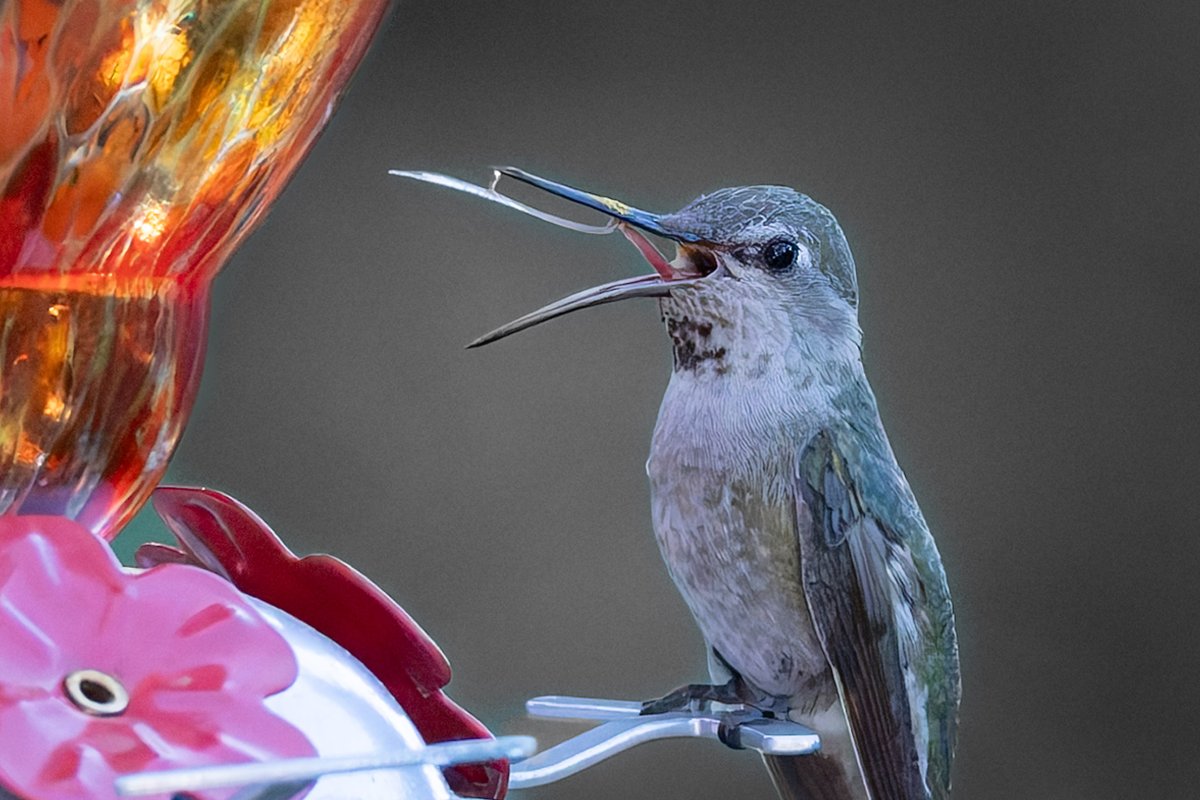 Tina Quillen Photography tweet media