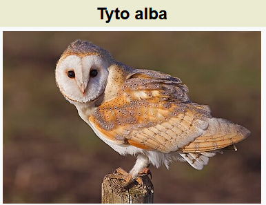 waskita adijarto tweet media