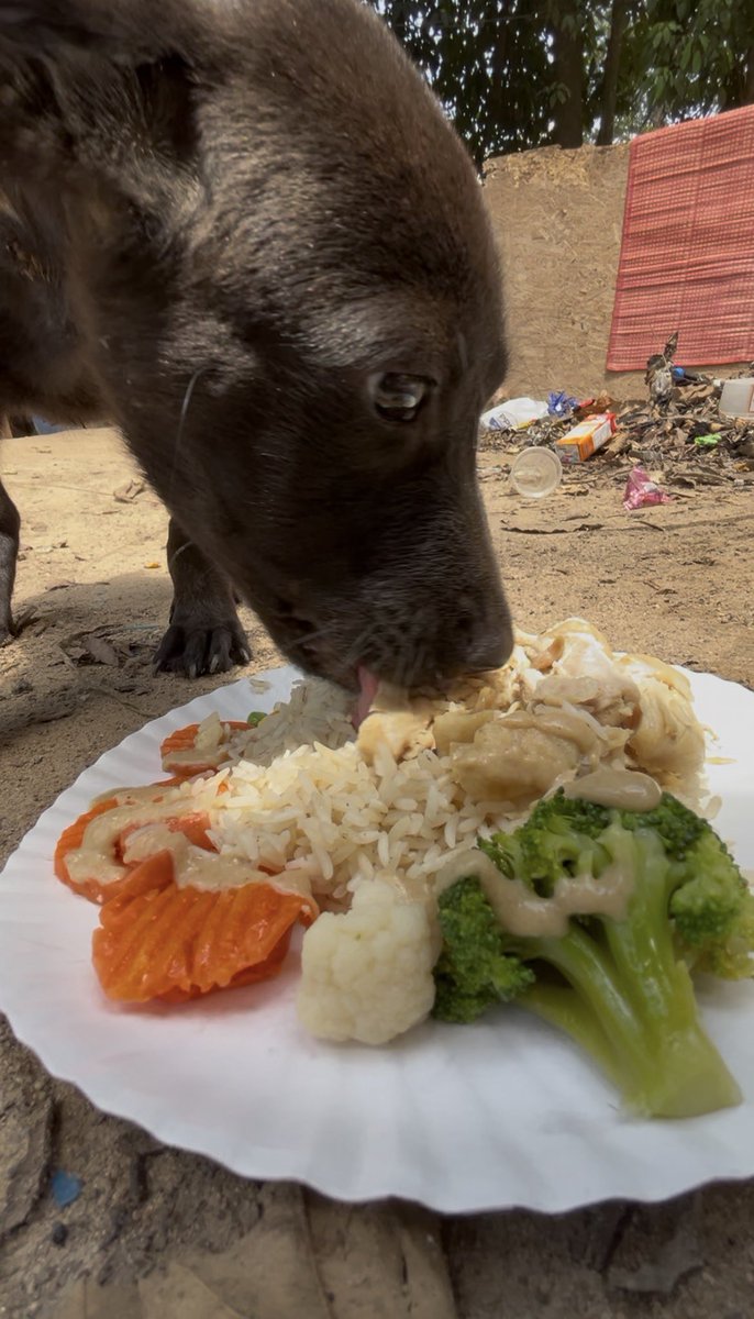 Happy Doggo Thailand tweet media