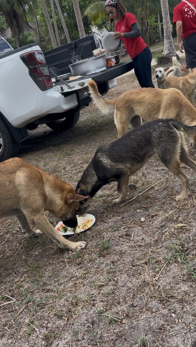 Happy Doggo Thailand tweet media