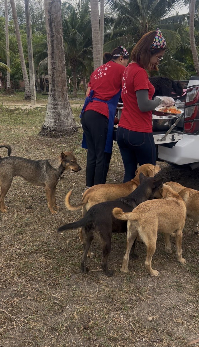 Happy Doggo Thailand tweet media