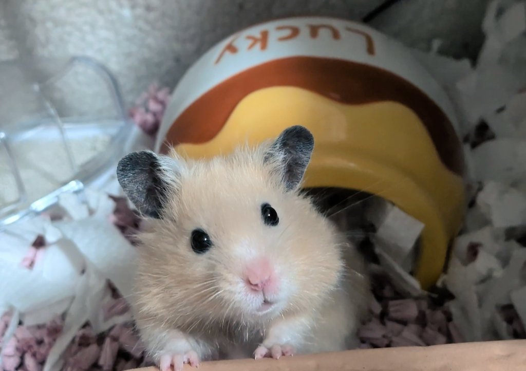 しらほし卯乃@2巻&ぬいぐるみ🌻🐹 tweet media