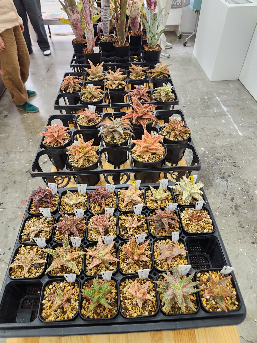 glenfiddich1887's tweet photo. 田端　WISH-LESS GALLERY
@WISH_LESS
明日5/10(日)まで、観葉植物店「エアロプランツ」のポップアップ開催中。
僕はハイブリッドアロエをロブのペンギン植木鉢と一緒にゲット！ https://t.co/SpW1TwMPXV
