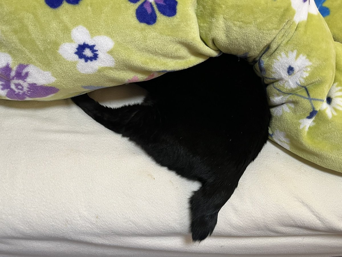 あほねこ ねこちゃん…あほのこの寝方