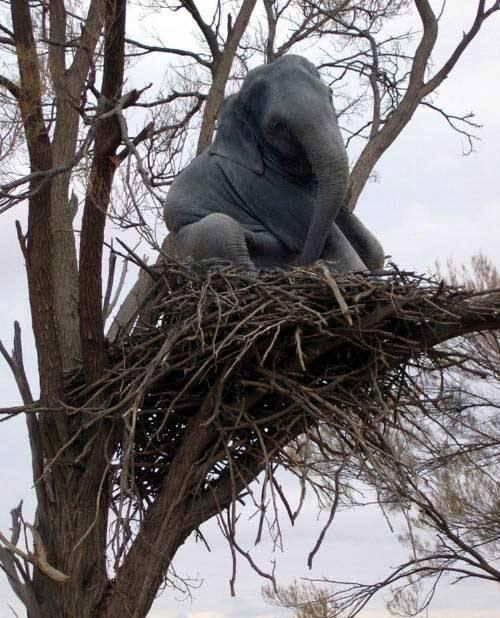 Crow tweet media