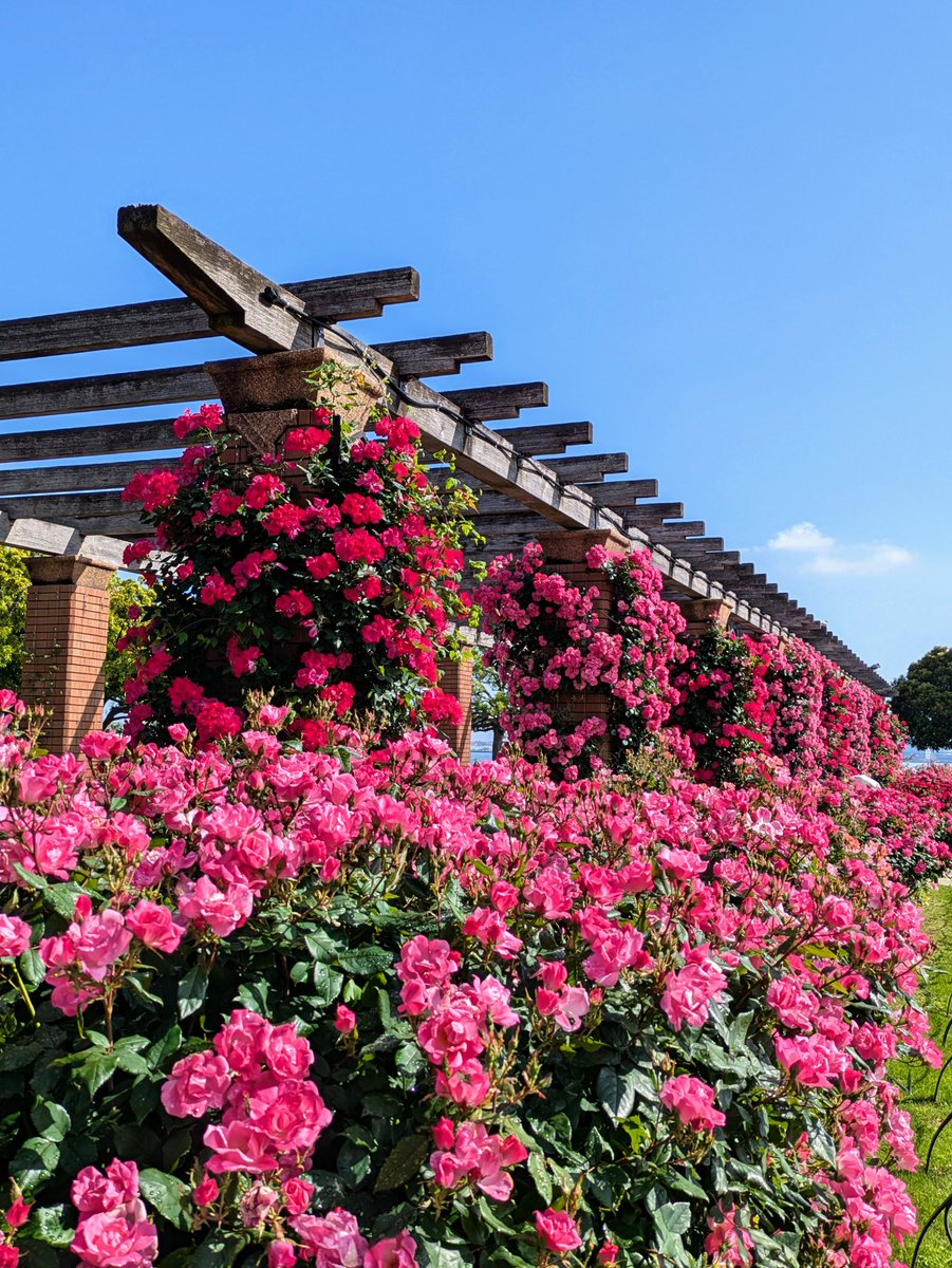 iwamotoy's tweet photo. 山下公園
お天気最高で薔薇は満開
#山下公園 
#薔薇 https://t.co/gBMS5tqBC0