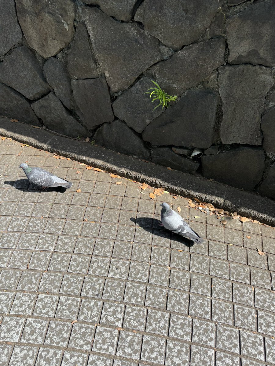 はるか 🌲🌌🚅🚃 tweet media